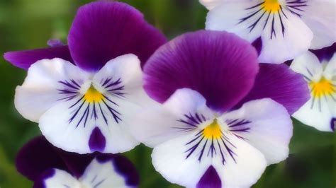 Purple white flowers wallpaper | 1920x1080 | #31516