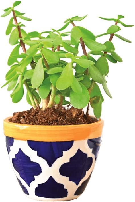 UGAOO Combo of 4 Indoor succulent Live Plants for Living room decor ...