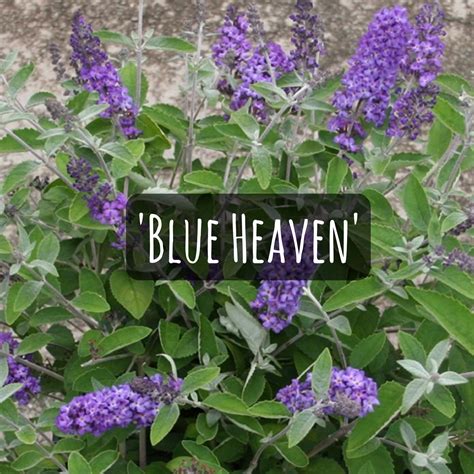 What Bushes Flower All Summer Long at Kai Michael blog