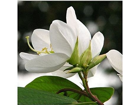 Creative Farmer Flower Seeds : Bauhinia Acuminata Dwarf White Orchid ...