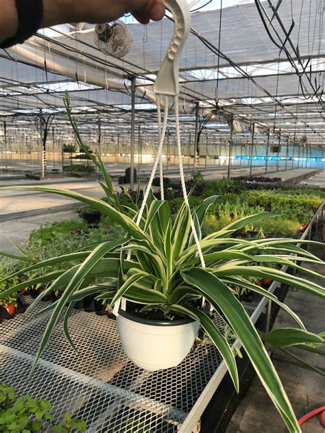 Spider Plants In Hanging Baskets at Katrina Woodard blog