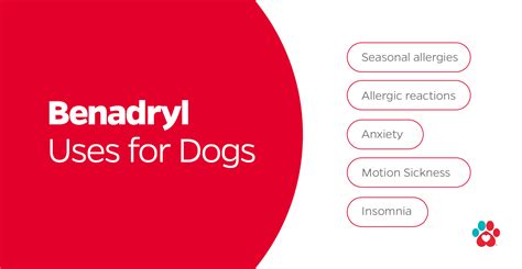 Can You Give Dogs Benadryl? Benadryl for Dogs
