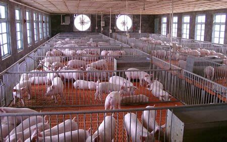 Intensive Pig Farming 的图像结果