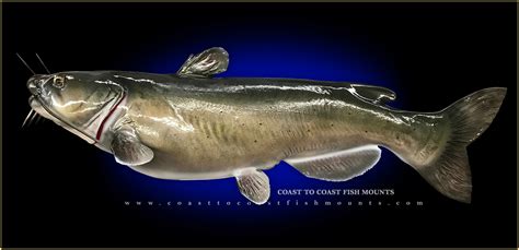 Channel Catfish Fish Mounts & Replicas by Coast-to-Coast Fish Mounts