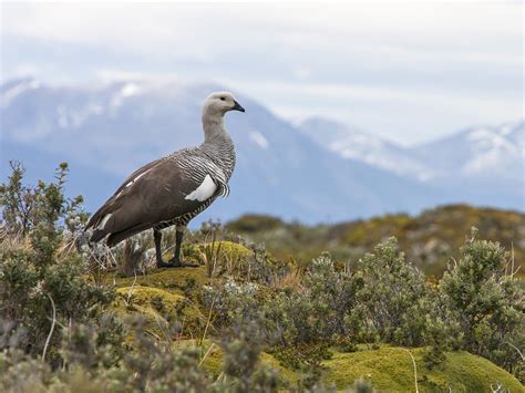 Upland Goose - eBird