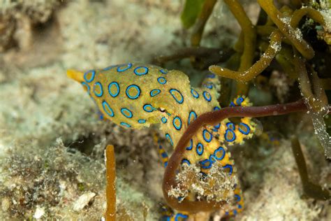Greater Blue-ringed Octopus (Hapalochlaena lunulata) – Complete Care Guide | Reeflings