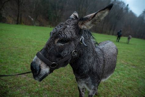 The Charming Star With Soulful Eyes Happens to Be a Donkey - The New ...