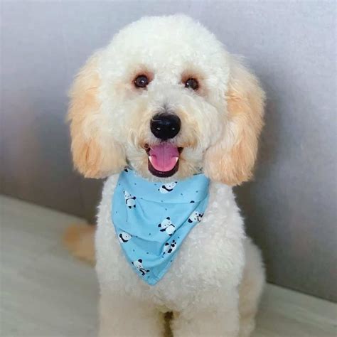 Cockapoo Biting 的图像结果