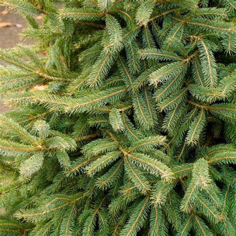Picea Glauca Densata Black Hills Spruce | SiteOne