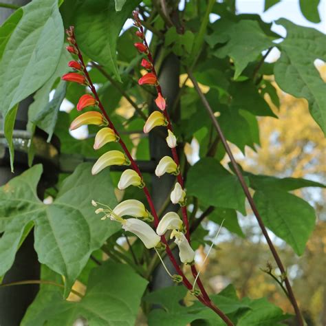 Mina Lobata Spanish Flag