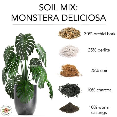 Monstera Which Soil: The Ultimate Guide to Perfect Plant Growth ...