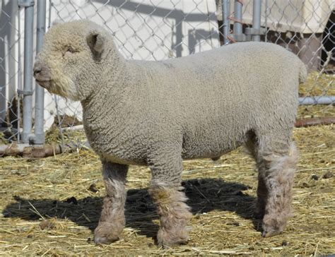 Olde English Baby Doll Miniature Southdown sheep