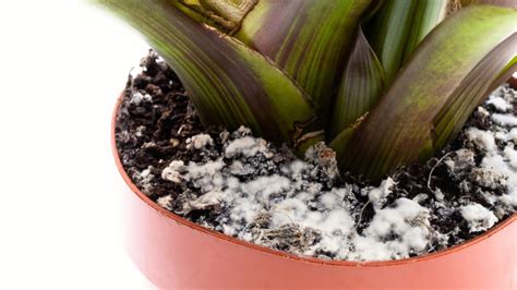 White Mold on Houseplant Soil: What it Means and What to Do