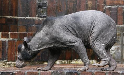 Hairless Polar Bear