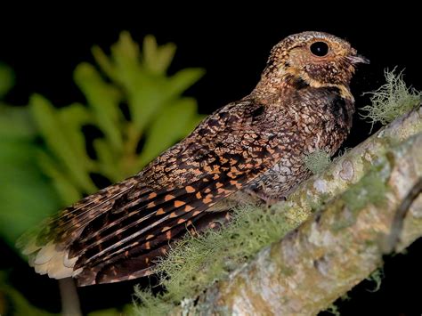 Mexican Whip-poor-will - eBird