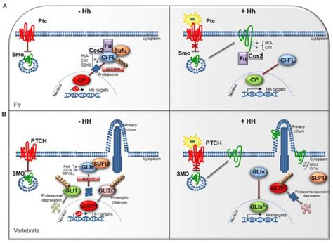 DUBs Activating the Hedgehog Signaling Pathway: A Promising Therapeutic ...