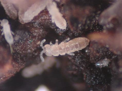 Springtails > Identify, Control & Disease Prevention Tips