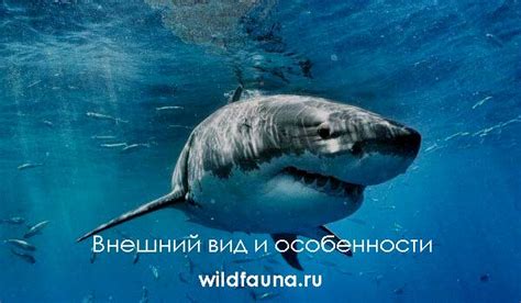 Мегалодон Фото В Полном Росте — Фото