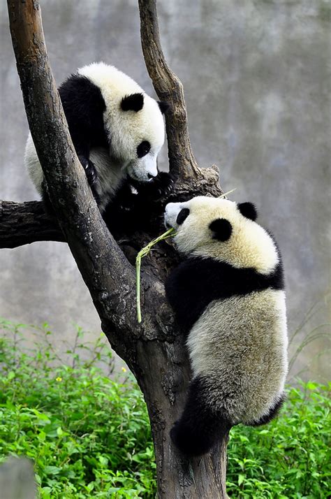【国宝熊猫摄影图片】四川碧峰峡熊猫养殖基地生态摄影_太平洋电脑网摄影部落