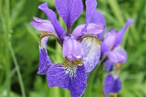 Iris sibirica