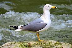 gabbiano reale gabbiano reale mediterraneo gabbiano reale gabbiano reale mediterraneo