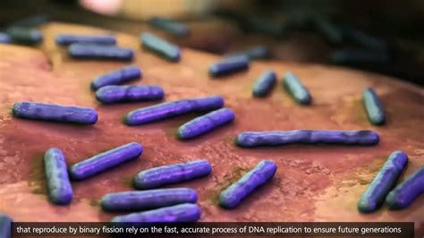 DNA Replication Animation 的图像结果