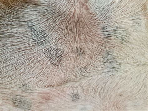 Brown Spots On Dog Skin? What Canine Freckles Or Dark Spots Mean - PawSafe
