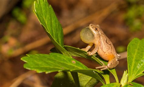 Image result for Animal Spring Peeper