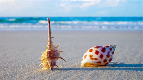 Image result for Amazing Shells