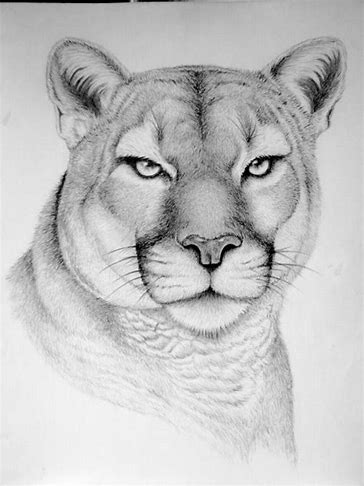 pencil sketch animals images