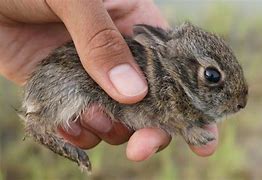 Image result for Wild Baby Rabbits Abandoned