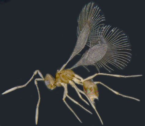 Featured insects
