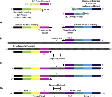 Reverse Complement PCR: A novel one-step PCR system for typing highly ...