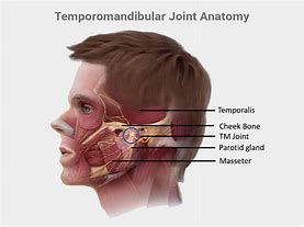 Temporomandibular 的图像结果