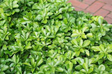 Japanese Pachysandra Ground Cover : Japanese Pachysandra: Useful ...