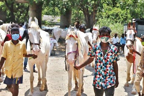 City-based NGOs raise funds to save beach horses