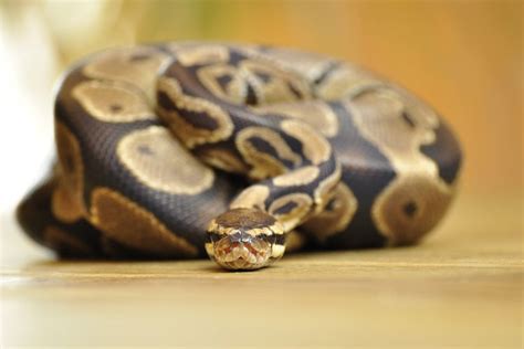 Indonesia: 54-year-old woman swallowed by giant python - India TV Hindi