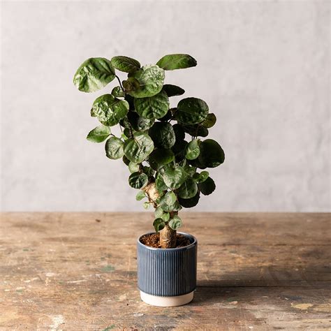 Buy Fabian aralia Polyscias 'Fabian': Delivery by Waitrose Garden