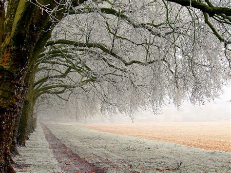冬天的时候, 白色, 树, 栅栏, 雪, 冰, 天空高清大图，无版权商业图片免费下载
