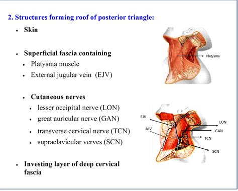 Posterior Triangle of Neck - Anatomy QA