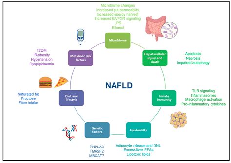 Uncovering The Primary Cause Of Nafld: What Really Drives It