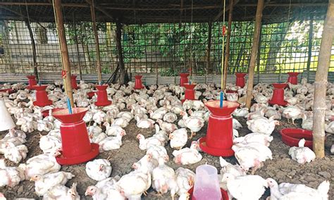 Genetically edited chickens used to limit bird flu spread