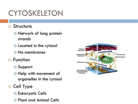 Image result for Cytoskeleton Structure