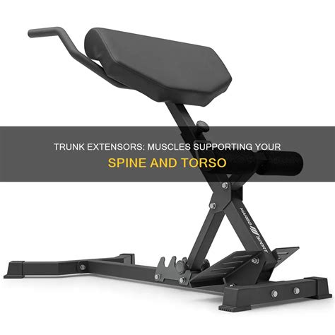Trunk Extensors: Muscles Supporting Your Spine And Torso | CyVigor