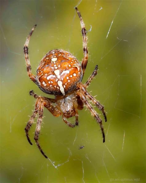 Cross orbweaver : r/spiders