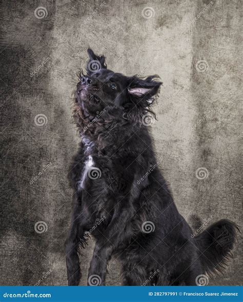 Image of a Long-haired Retriever of Black Color Stock Image - Image of ...