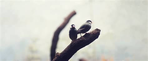 Google Images Java Sparrows 的图像结果