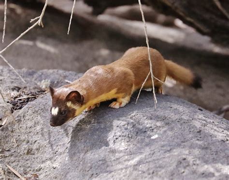 3 Types of Weasels in Michigan (With Pictures and Identification)
