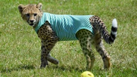 Cincinnati Zoo mourns the loss of Redd the cheetah after rapid health ...