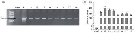 Overexpression of the Poplar WRKY51 Transcription Factor Enhances Salt ...